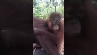 orangutan and baby calm down#tanjung_puting_national_park #visittanjungputing #orangutanvisit