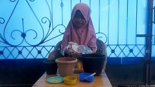 Tutorial Menanam Cabe dan Tomat