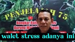 jangan lakukan ini walet stress berat karna panen rampas