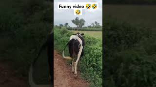 funny 🤣🤣🤣🤣 video #funny #comedy #ytshorts #shorts