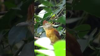 CANTO DA CHOCA BARRADA FÊMEA, (Thamnophilus doliatus)