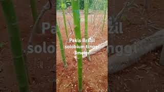 Ready Kembali' Solobium pakis Brazil tinggi 3meter harga 450ribu.0895373682152 kirim Jabodetabek