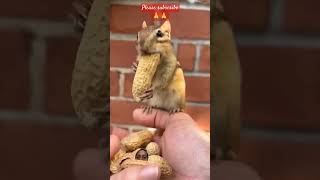 #funny #chipmunk #squirrel #chipmunkversion #cute #animals