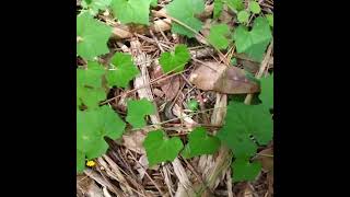 Wild Cucumber