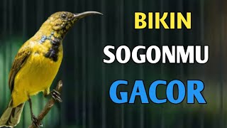 PUTAR INI, BIKIN SOGONMU GACOR, PANCINGAN SOGON BIAR BISA GACOR DOR