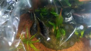 Hillstream loaches part 1