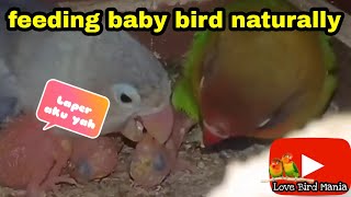 Indukan lovebird meloloh anaknya secara alami - overfeed baby bird naturally