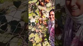 இப்படியும் காய்க்குமா🤔 /kiwi fruit #shortsfeed #kashmir #kiwi #fruit