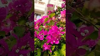 Flowers #shorts #short #youtubeshorts #shortvideo #subscribe #viralshort #instagram #trending #reels