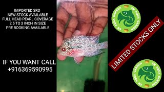 Imported SRD flowerhorns for sale | If you want call +916369590995