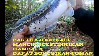 PAK TUA JOGO KALI MANCING CESTING IKAN HAMPALA DAPAT BONUS IKAN TOMAN