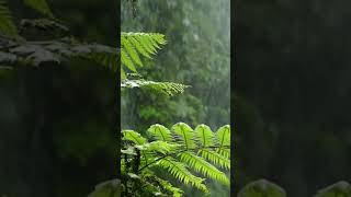 Falling into Deep Sleep Instantly with Forest Beautiful Heavy Rain & Thunder at Night - Rain Forest