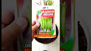 Planting Okra in Self-watering Plastic Bottle