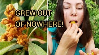 LOQUAT: FROM BUD TO FRUIT. Organic no till permaculture garden