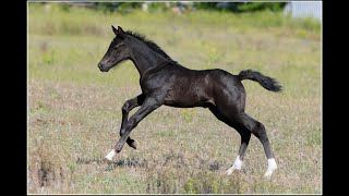 colt Balou Air - ST (Baloutaire PS - Cornet Obolensky)