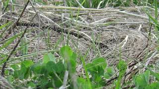 Smith's Longspur