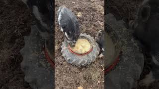 Old Tractor Tires Are Good For EVERYTHING! #pigs #homestead #smallfarm #sloptime #livestock #hack