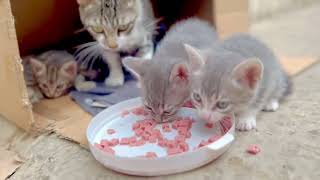 Baby kittens and mama need a breakfast and playing 💕🐈