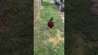 Flew the coop! #chicken #rooster #escape  #goodmorning #run #funny