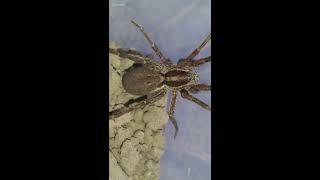 Wolf  Spider