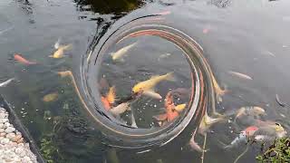 Les #Carpes Koïs #Bassin #Jardin (2)