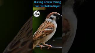 Burung gereja tarung full tembakan rapat