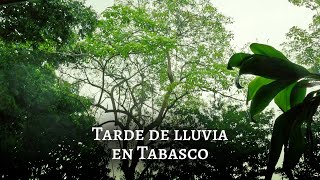 Lluvias en Tabasco: Una tarde relajante de lluvia intensa