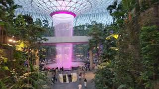 Nice the pink colour @ Jewel Changi Airport# short