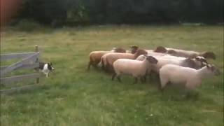 Jimlets' first herding lesson