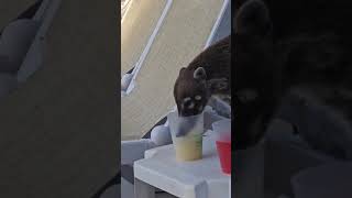 COATI BORRACHO