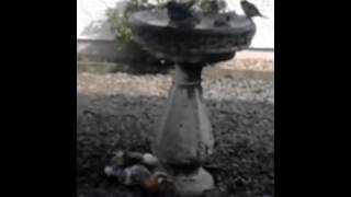 BIRD BATH