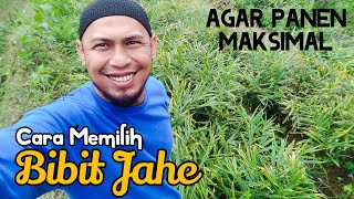 Tips Pilih Bibit Jahe, Panen Joss!!