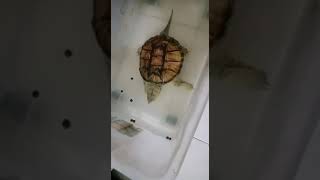 KURA KURA PRASEJARAH part 2 - common snapping turtle