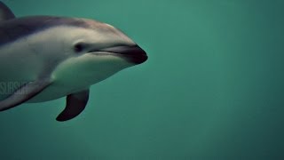 DOLPHINS. The Cove. DELFINES LIBRES en PATAGONIA. SubSur.