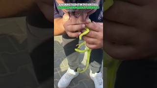 Man's Surprising Kiss rescues Chameleon #shorts