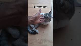 #fatos #gatosfofos #pets #gatosengraçados #gatosgraciosos #gatos #cat #viralvideo #adote#edits#short