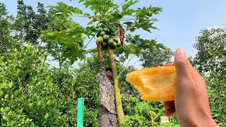 এই রকম একটা পেপে গাছ থাকলে আর কি লাগে 😁