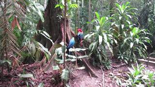 60 minutes of relaxation and meditation with the wonderful sounds of the Amazon jungle.