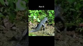 Anaconda battle with crocodile 🐊 subscribe for more parts #anaconda #viral #viralvideo #suscribete