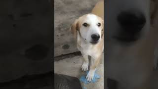 🐶 क्यूट डॉग कि शरारत 🕶️#shortvideo