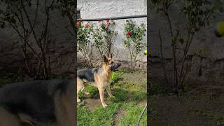 #germanshepherd #like #water #play #happy #dog #puppy  #baby #doglover #trending #fyp #dogshorts