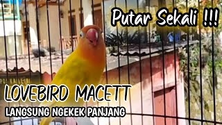 LOVEBIRD GACOR !!! MEMANGGIL LOVEBIRD LAIN NGEKEK PANJANG , LOVEBIRD MALAS BUNYI LANGSUNG GACOR