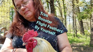 How To Trim Rooster Flight Feathers By Yourself