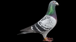 CAMP ALFRED VAIL PIGEON TRAINING AND HALL OF FAME MEDALS WAR PIGEON HEROES. (Español)