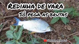 Redinha de Vara só pega as Brutas #pescaria #redinha #fishing #peixegrande #pescador #pescaria