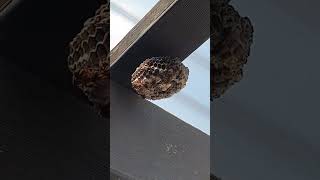 Wasps nest danger in my backyard