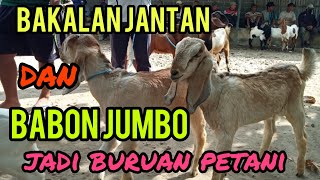 Update Harga Kambing Terbaru di pasar hewan LODOYO blitar