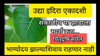 उद्या #इंदिराएकादशी || सकाळीच या झाडाला स्पर्श करा घरामध्ये पैसा येईल || नशीब चमकेल #indiraekadashi