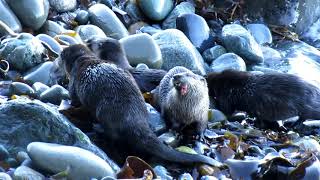 Otter Landing