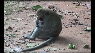 Very Young Baby Monkey Felling Scare And Always Be Very Closed With Mother.